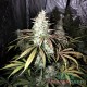 Семена конопли White Widow autofem. XXL Premium Big Size
