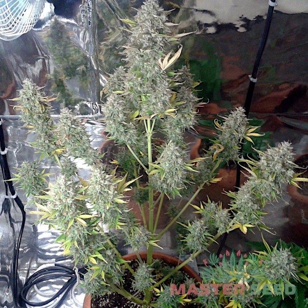 Семена конопли White Widow autofem. XXL Premium Big Size