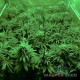 Насіння коноплі Afghan Kush fem. XXL Premium Big Size