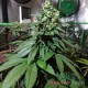 Насіння коноплі Afghan Kush fem. XXL Premium Big Size