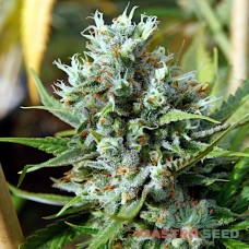 Master-Seed Amnesia Haze feminised
