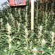 Насіння коноплі Master-Seed Amnesia Haze feminised