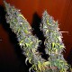 Насіння коноплі Master-Seed Amnesia Haze feminised
