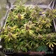 Насіння коноплі Master-Seed Amnesia Lemon feminised