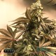 Насіння коноплі Master-Seed Amnesia Lemon feminised