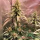 Насіння коноплі Master-Seed Amnesia Lemon feminised