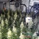 Насіння коноплі Master-Seed Amnesia feminised
