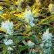 Насіння коноплі Master-Seed Amnesia feminised