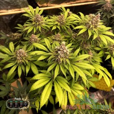 Master-Seed Big Bang feminised