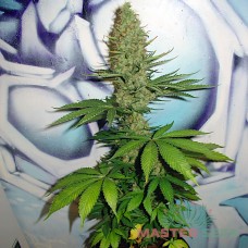 Master-Seed Big Bud feminised