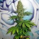 Семена конопли Master-Seed Big Bud feminised