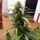 Семена конопли Master-Seed Big Bud feminised