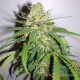 Семена конопли Master-Seed Big Bud feminised