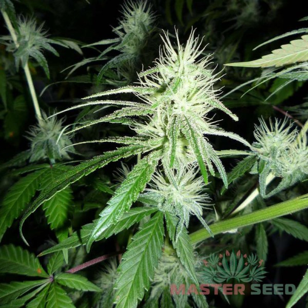 Насіння коноплі Master-Seed Black Widow feminised