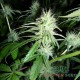 Насіння коноплі Master-Seed Black Widow feminised