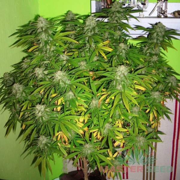 Насіння коноплі Master-Seed Black Widow feminised