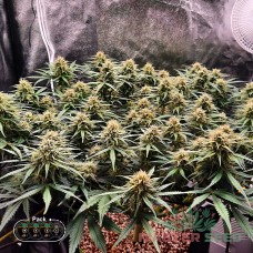 Master-Seed Blue Dream feminised
