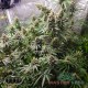 Насіння коноплі Blue Dream fem. XXL Premium Big Size