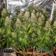 Насіння коноплі Blue Dream fem. XXL Premium Big Size