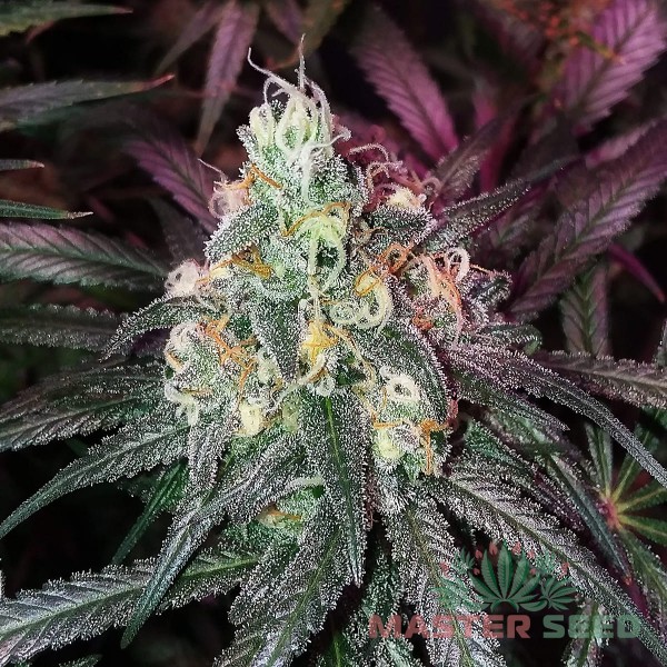Семена конопли Blue Mango fem. XXL Premium Big Size