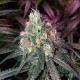 Семена конопли Blue Mango fem. XXL Premium Big Size