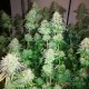 Семена конопли Blue Mango fem. XXL Premium Big Size