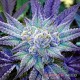 Семена конопли Blueberry fem. XXL Premium Big Size
