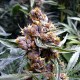 Семена конопли Blueberry fem. XXL Premium Big Size