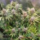 Насіння коноплі Master-Seed Bruce Banner feminised