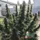 Насіння коноплі Master-Seed Bruce Banner feminised
