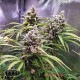 Насіння коноплі Master-Seed Bruce Banner feminised