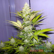 Master-Seed Cheese feminised