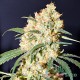 Насіння коноплі Master-Seed Cheese feminised