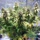 Семена конопли Critical Jack fem. XXL Premium Big Size