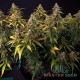 Семена конопли Critical Jack fem. XXL Premium Big Size