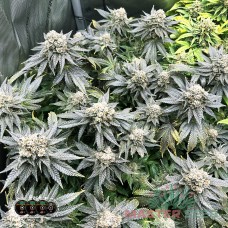 Master-Seed Critical Kush feminised