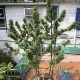 Семена конопли Critical Kush fem. XXL Premium Big Size