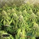 Семена конопли Critical Kush fem. XXL Premium Big Size