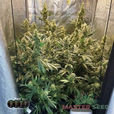 Master-Seed Critical Mass feminised
