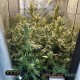 Семена конопли Master-Seed Critical Mass feminised