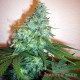 Насіння коноплі Master-Seed Critical Sensi Star feminised