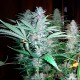 Насіння коноплі Master-Seed Critical Sensi Star feminised
