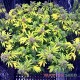 Семена конопли Early Skunk fem. XXL Premium Big Size