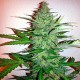 Семена конопли Early Skunk fem. XXL Premium Big Size