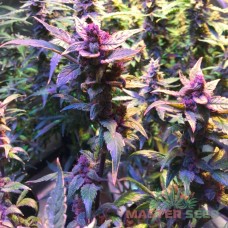 Master-Seed Fastberry feminised