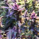 Насіння коноплі Master-Seed Fastberry feminised