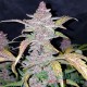 Насіння коноплі Master-Seed Fastberry feminised