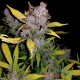 Насіння коноплі Master-Seed Fastberry feminised
