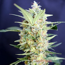 Master-Seed G13 feminised