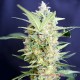 Семена конопли Master-Seed G13 feminised
